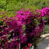 Planting and caring for bougainvillea at home
