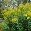Goldenrod: medicinal properties and uses 1